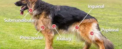 Lymphadenopathy in Dogs: Swollen Lymph Node – Pet Health