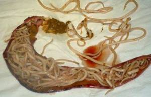 Roundworms in Dogs: Symptoms, Causes and Treatment | Pet ...