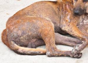 Demodectic Mange in Dogs: Symptoms and Treatment | Pet Health