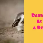 Rabbit As a Pet
