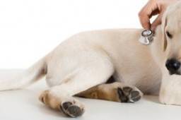 symptoms of kidney disease in dogs