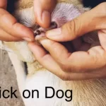 Tick on a Dog