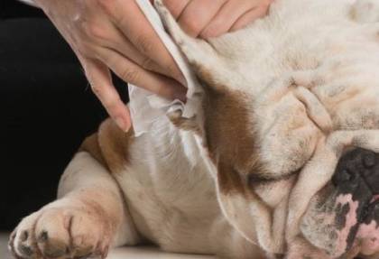 Treatment for Dog Ear infection