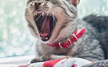 causes of bad breath in cats