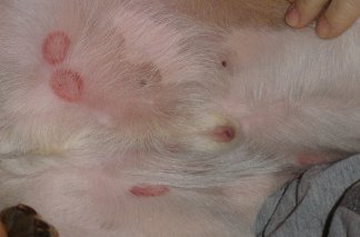 Symptoms and Signs of Ringworm in Dogs