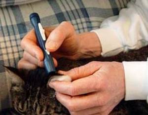 symptoms of high blood sugar in cats