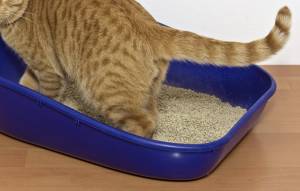 training a cat to use litter box