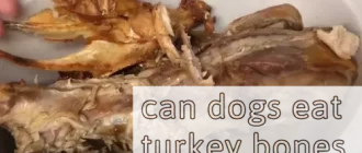 Can Dogs Eat Turkey Bones?