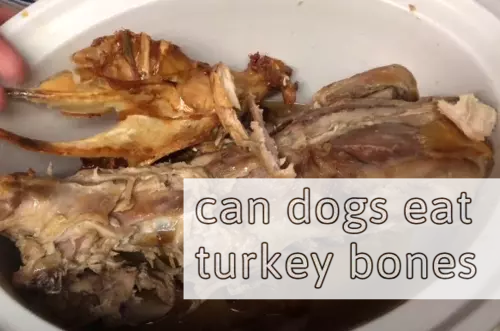 Can Dogs Eat Turkey Bones? – Pet Health