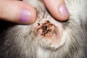 Ear Infections in Cats