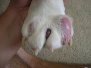 Infected Paw in Cat
