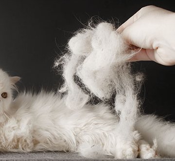 loss of hair in cats