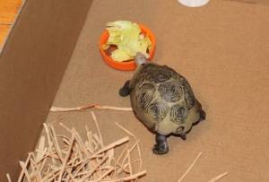 tortoises for pets