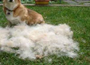 excessive dog hair shedding