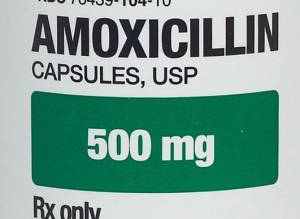 amoxicillin dogs cats