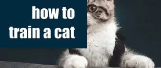 Cat Training