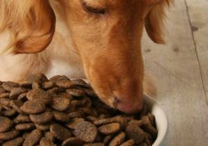 Food Allergy in Dogs