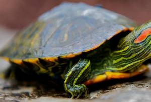 Red-eared Slider Turtles Care and Feeding Tips
