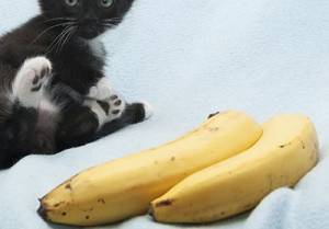 cat-eat-bananas