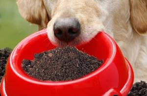 Why Does Dogs Eat Dirt?