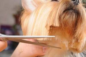 Grooming a Dog at Home