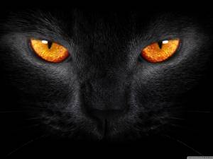 Cat eyes in the dark