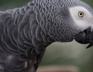 African Grey Parrot: Price, Diet, Intelligence, and Housing