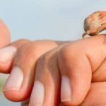 Hermit Crab as Pets: Care Guide