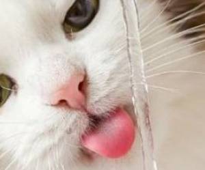 Kidney Failure in Cats