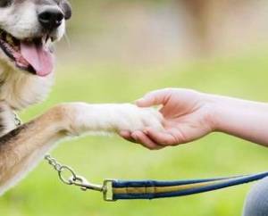 How to Teach a Dog to Shake a Hand