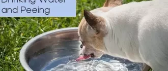 Dog Constantly Drinking Water and Peeing
