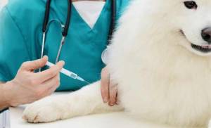 Bordetella Vaccine for Dogs and Side Effects