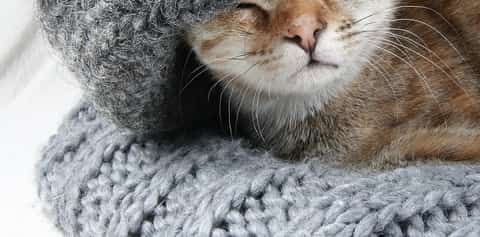 cat with low body temperature