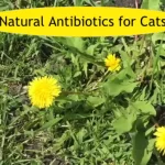 Natural Antibiotics for Cats