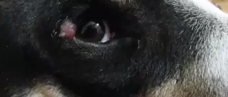 skin tag on dog's eyelid
