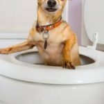My Dog Is Throwing Up and Has Diarrhea: What Should I Do?