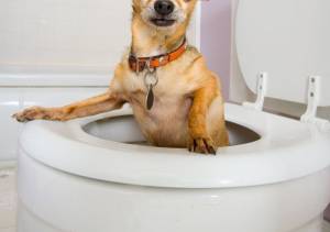 My Dog Is Throwing Up and Has Diarrhea: What Should I Do?