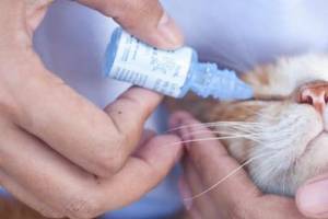 Can You Use Human Eye Drops on Cats