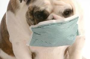dog breathing problems home remedies