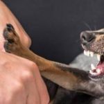 Sudden Dog Aggression Towards Owner aetapet