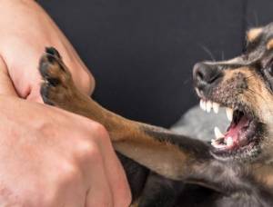 Sudden Dog Aggression Towards Owner aetapet