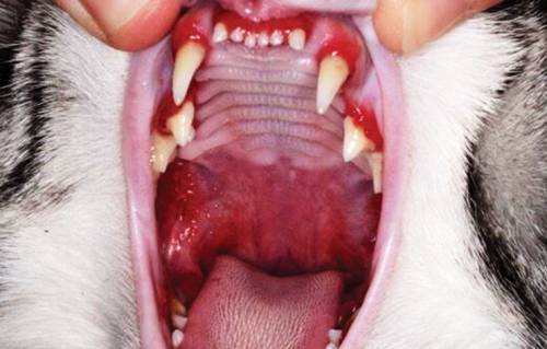 Gingivostomatitis and Caudal Stomatitis in Cats