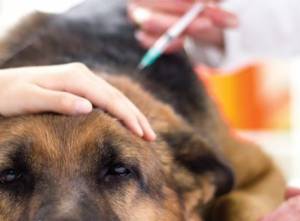 What Shots (Vaccinations) Do Older Dogs Need