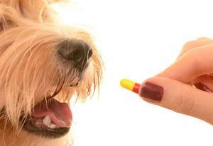 Best Antibiotics to Treat Your Dog