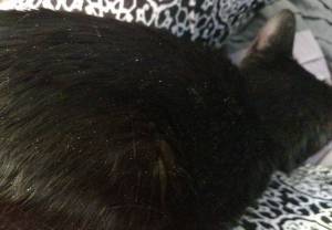 How to Get Rid of Cat Dandruff