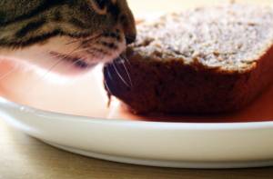Gluten Free Cat Food