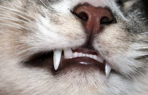 Cat Teeth Falling Out: What Does It Mean and What You Should Do?