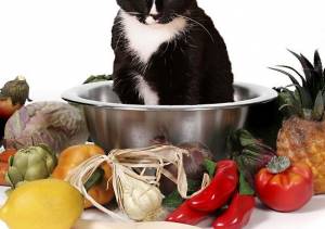 Best Food for Cat's Sensitive Stomach