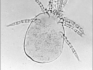 Chiggers (Trombiculiasis) in Dogs