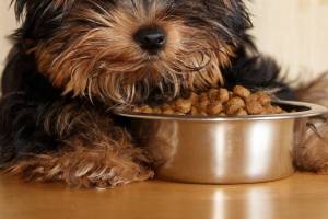 Why My Dog Throws Up After Eating?